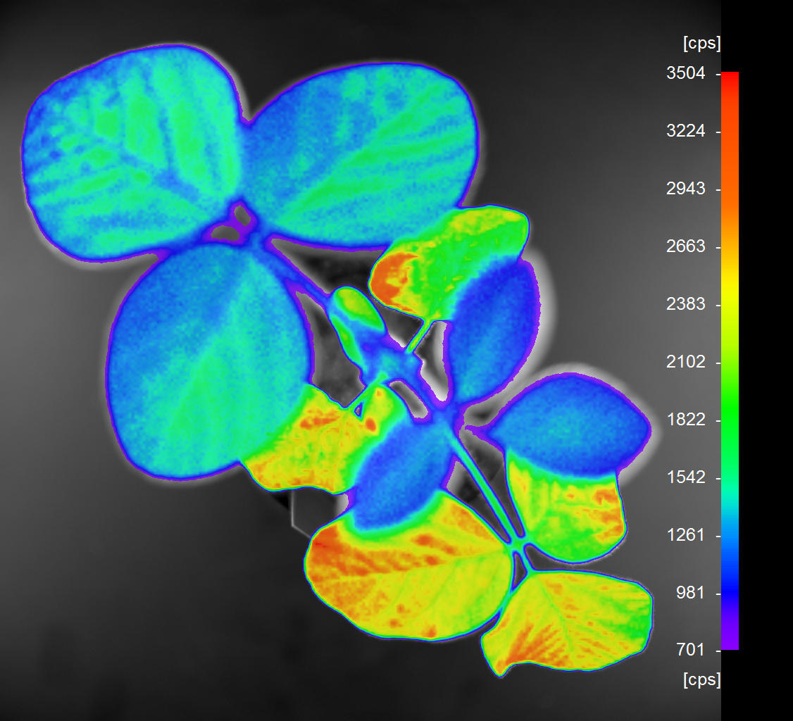 plant imaging